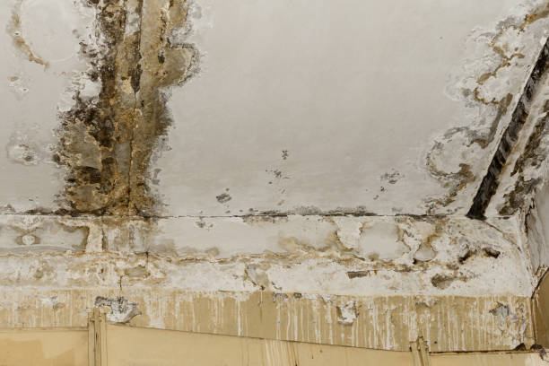 Best Emergency Mold Remediation  in Lansford, PA