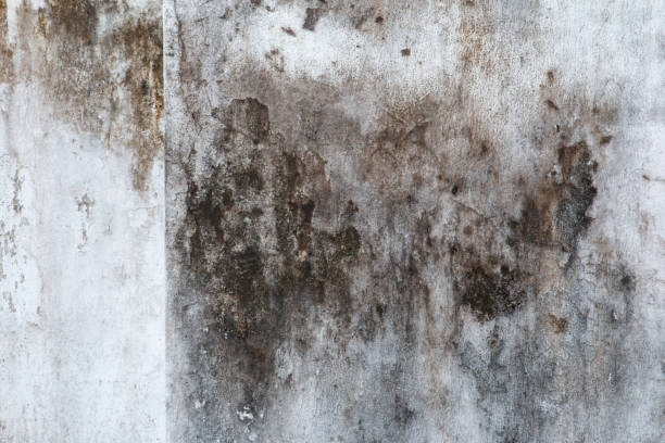 Best Mold Prevention Services  in Lansford, PA