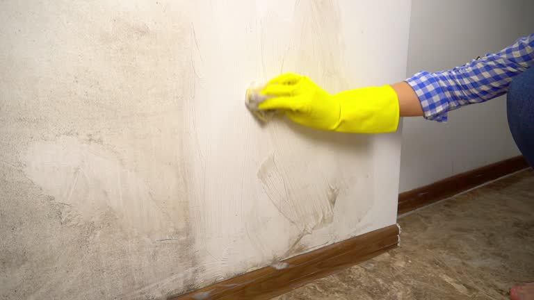 Mold Odor Removal Services in Lansford, PA