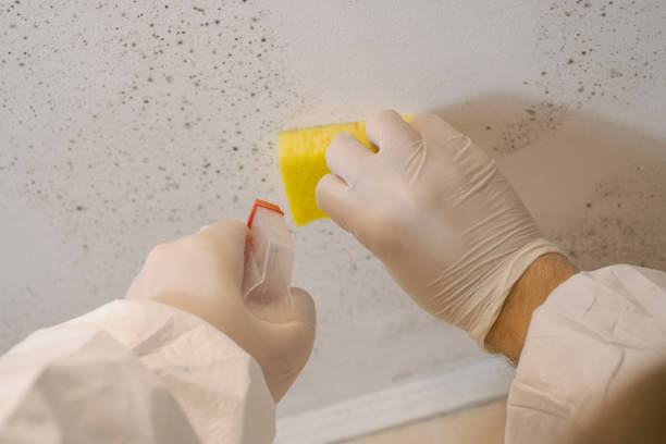 Environmental Consulting for Mold Prevention in Lansford, PA