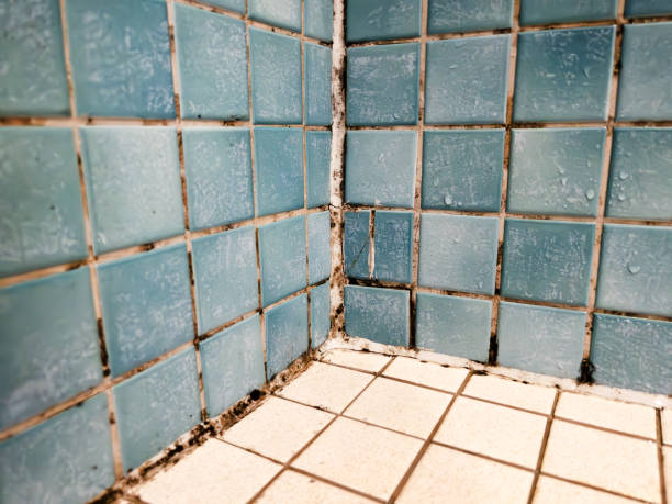 Best Black Mold Removal  in Lansford, PA