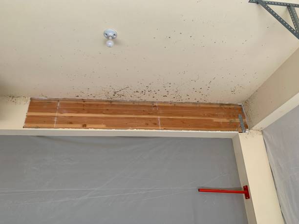 Best Post-Construction Mold Inspection  in Lansford, PA