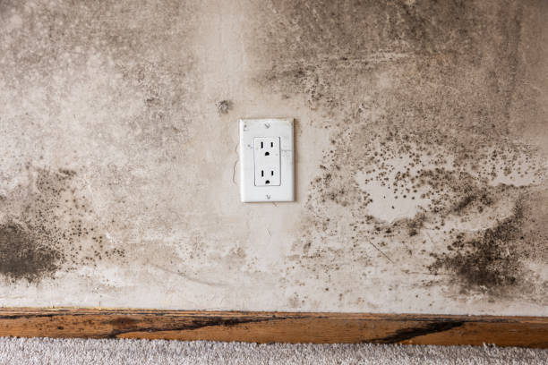 Best Mold Odor Removal Services  in Lansford, PA