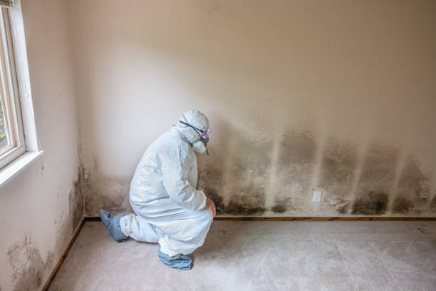 Best Water Damage & Mold Remediation  in Lansford, PA