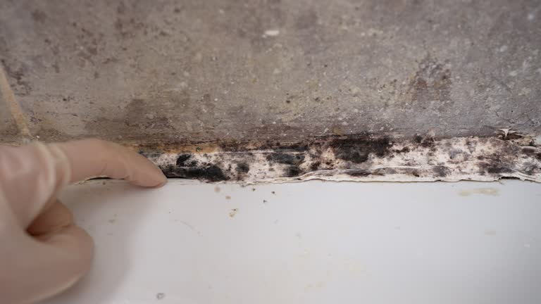 Best Air Quality Testing for Mold Spores  in Lansford, PA