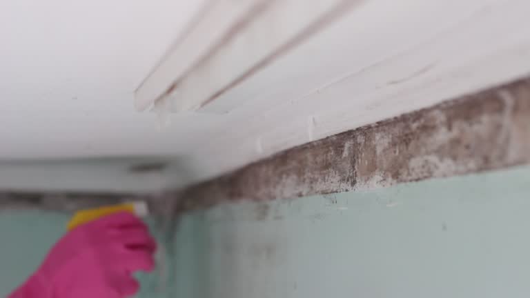 Best Residential Mold Inspection & Testing  in Lansford, PA